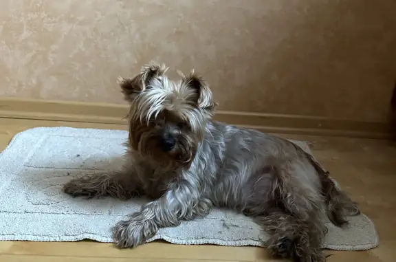 Найдена собака, Ростов-на-Дону, фото: Найден мальчик-йорк на Большой Садовой 52