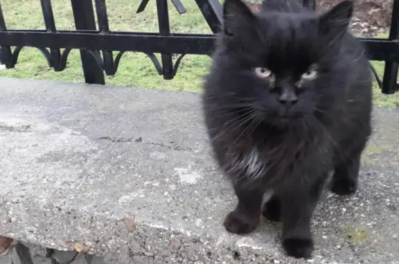 Пропала кошка Кузя на ул. Титова, Куйбышево