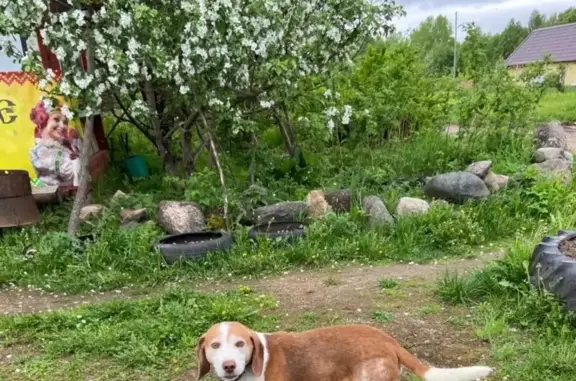 Пропала собака в Демино-Казаково, рыже-белого окраса, кличка Добор. Информация: +79210777944