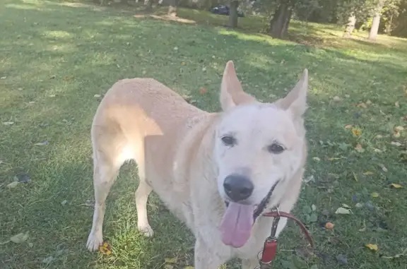 Найдена собака, Санкт-Петербург, фото: Найдена собака Девочка, ул. Караваевская, 28 к1, СПб