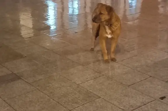 Найдена собака без адресника, ищет хозяина. Пр-т Революции, 32, Воронеж.