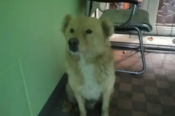 Найдена собака на Варшавском шоссе, 59 к1, Москва