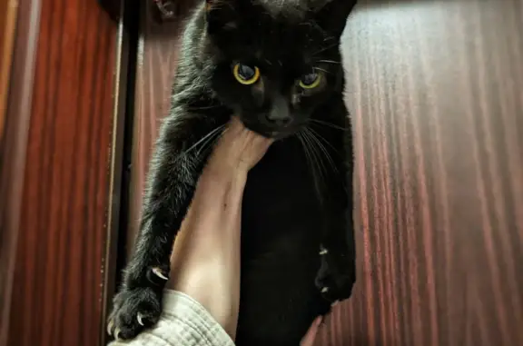 Найдена добрая, чёрная кошка на ул. Карла Маркса, 16