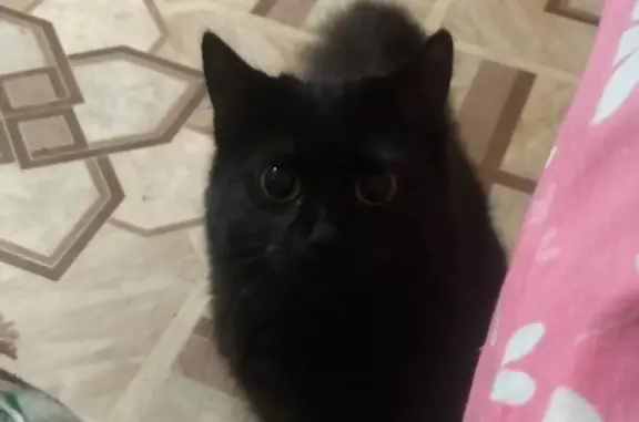Пропала черная кошка, адрес: Уфимская ул., 22, Пермь