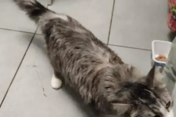 Пропала домашняя кошка в Петрозаводске, Карелия