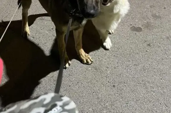 Найдена собака, Волгоград, фото: Найдена собака на ул. 8-й Воздушной Армии, Волгоград