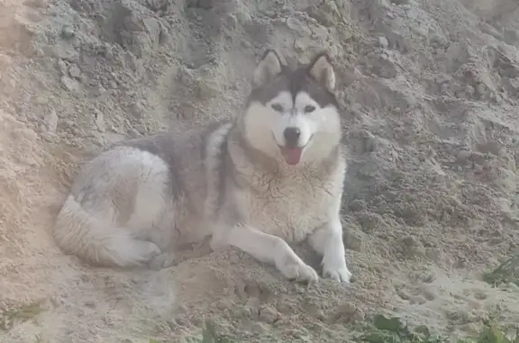 Пропала собака Сибирский хаски в Нефтеюганске