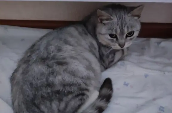 Найдена ласковая кошка, Пермский край