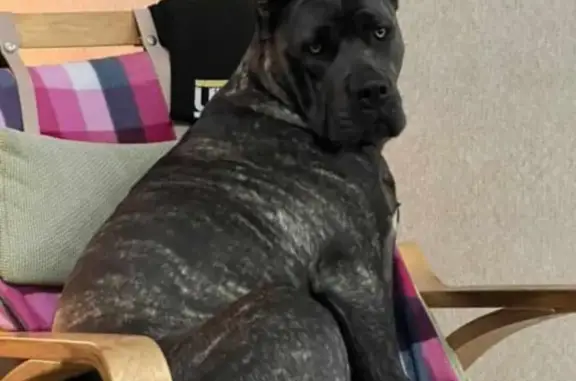 Потерянные животные Заря, фото: Пропала собака Смарта, хутор Рассвет Заря