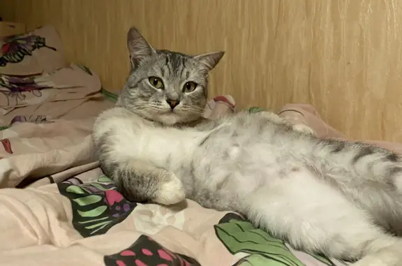 Найдена кошка на Московской ул., 6, Ногинск
