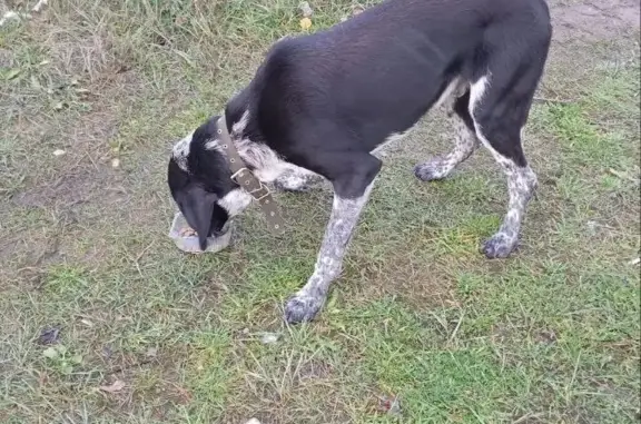 Найден пёс с ошейником в Сосновом Бору, Ленинградская область