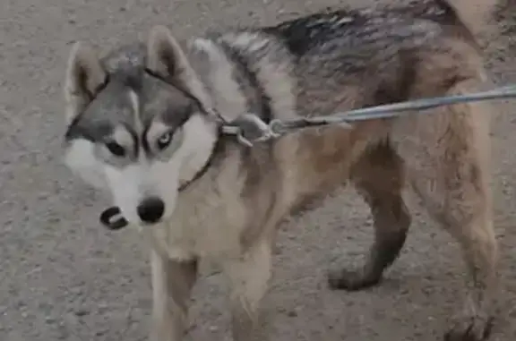Собаки потеряшки, Армавир, фото: Потеряшка собака: Сибирский хаски, ул. Карла Маркса, 166, Армавир