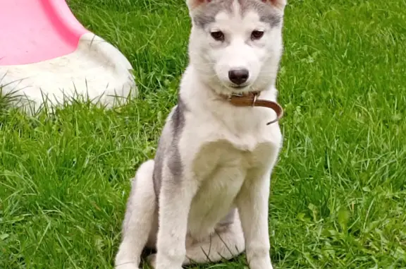 Найден щенок хаски в Брянске, нужен дом