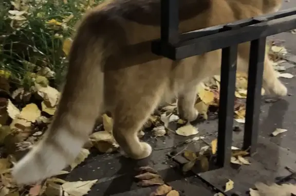 Найдена кошка в Набережных Челнах, ищу хозяев