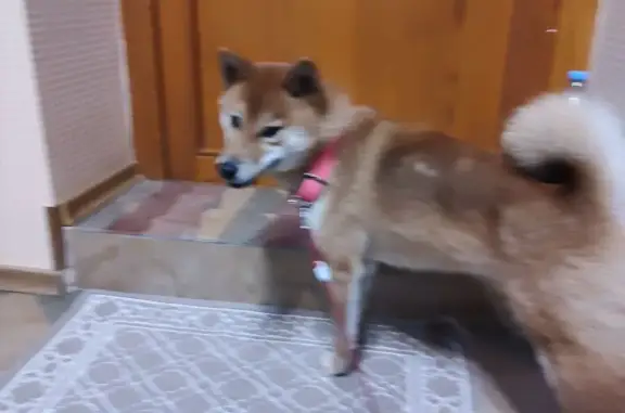 Найдена собака, Ростов-на-Дону, фото: Собака Сиба ину, ул. Свердловская 71, Ростов