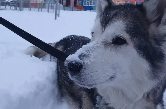 Пропала собака Аляскинский маламут, ул. Ленина, 61, Воркута