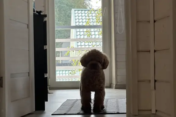 Собаки потеряшки, Санкт-Петербург, фото: Потеряшка собака Той-пудель Матисс, ул. Нахимова 11, СПб