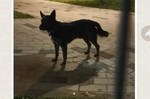 Пропала собака в Отрадном, помогите найти!