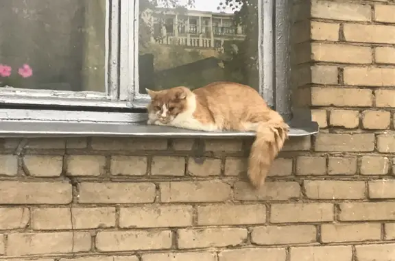 Кошка на улице Маршала Конева, 5, Москва