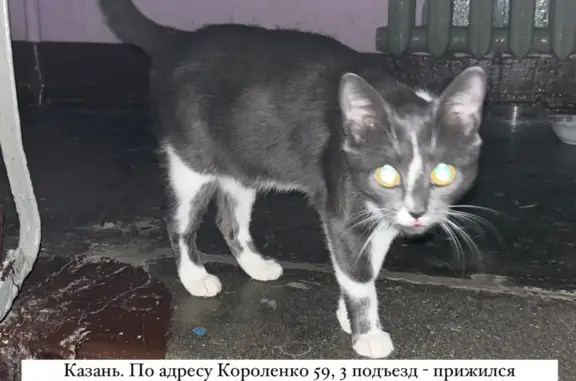 Найдена кошка Казань: Короленко 59, 3 подъезд - прижился котёнок