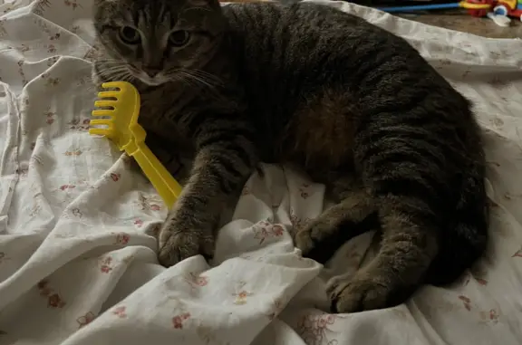 Кошки потеряшки, Рязань, фото: Потеряшка Кот Степан! Ул. Бирюзова, 3 к4, Рязань