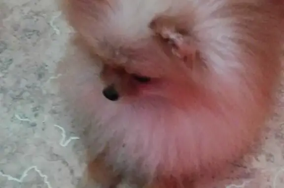 Собаки потеряшки, Волгоград, фото: Потеряшка собака Мини шпиц на Технической улице, Волгоград