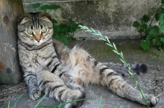 Пропала кошка: Ушел и не вернулся кот 1,5 года, Красноармейская ул., 11
