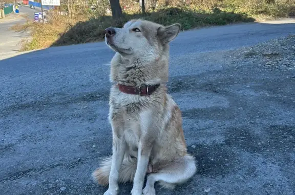 Найдена собака на Днепровской ул., 40Д, Владивосток