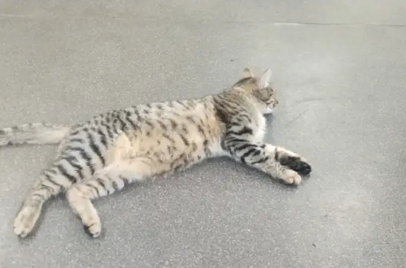 Найдена кошка на стадионе, Самаркандская ул., Нижний Новгород