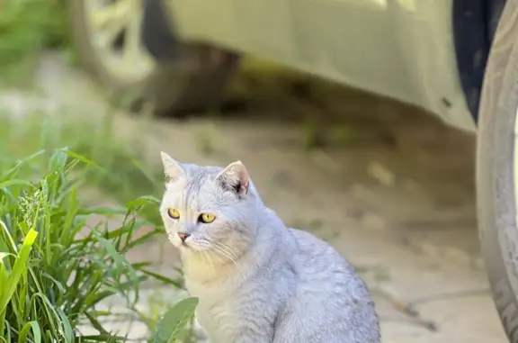 Пропала кошка на ул. Кривцова, 1, Омутнинск