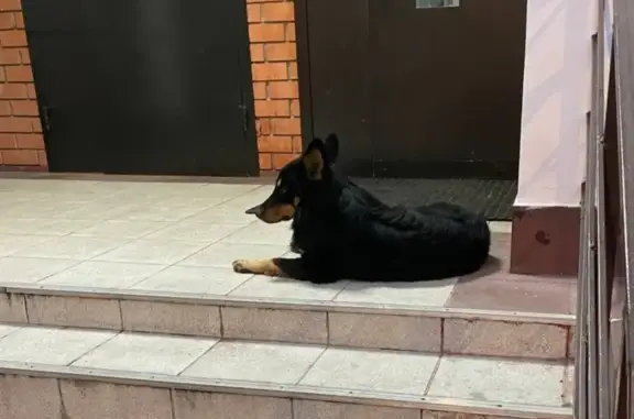 Собака найдена: ул. Дзержинского, 6, Кокошкино