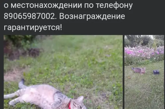Пропала кошка на Комсомольской, 16, Тамбов