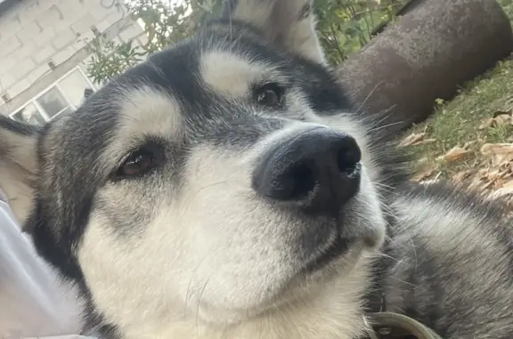 Пропала собака Хаски в Богородском сельском поселении, Ивановская область