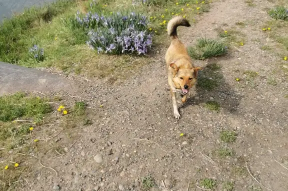 Пропала собака Шмель в Чапаево, Республика Хакасия
