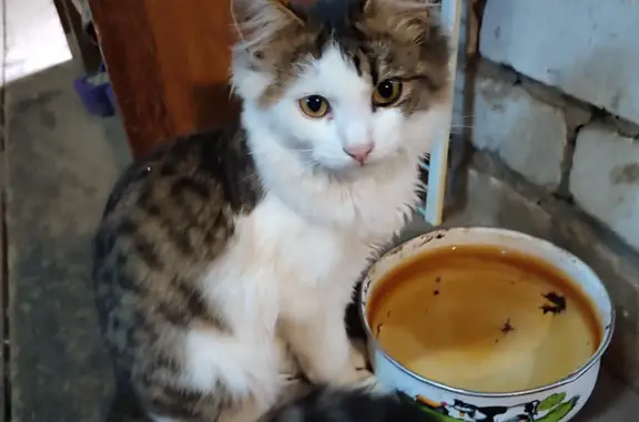 Пропала кошка Котик, ул. Пересвета, 43, Супонево