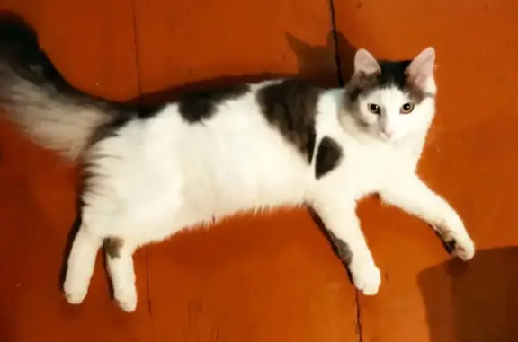 Кошки потеряшки, Уфа, фото: Потеряшка бело-чёрная кошка на ул. Революционная, 82, Уфа