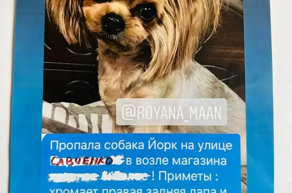 Пропала собака, ул. Савченко, 16, Ставрополь