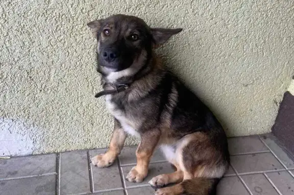 Найдена собака на ул. Тарханова, 10, Пенза