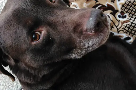 Найдена собака в Ревде, Свердловская область