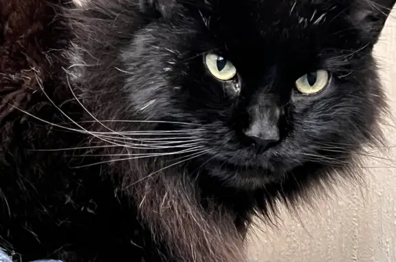 Кошки потеряшки, Ульяновск, фото: Потеряшка кошка на Ипподромной улице, 4В, Ульяновск