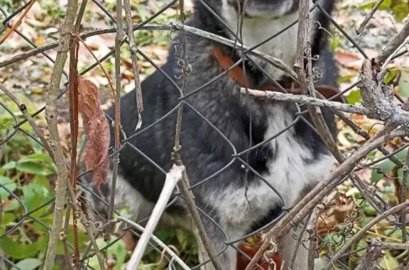 Собака Метис овчарки с хаски найдена в Московской области