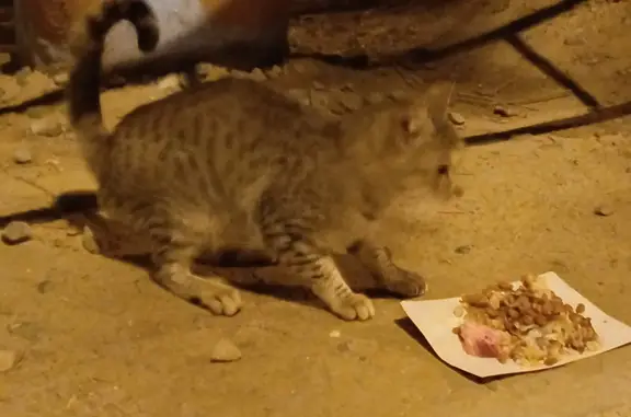 Ласковый полосатый кот на Грановском пер., 54 к2, Астрахань