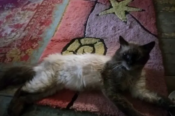 Найдена истощенная кошка на Судогодской трассе