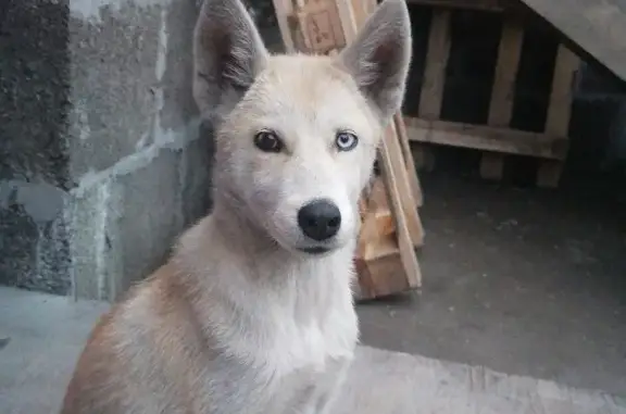 Пропала собака на Каменистой улице, 60, Кызыл