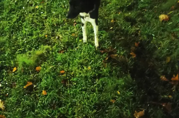 Найдена собака на территории 46 школы, Петрозаводск
