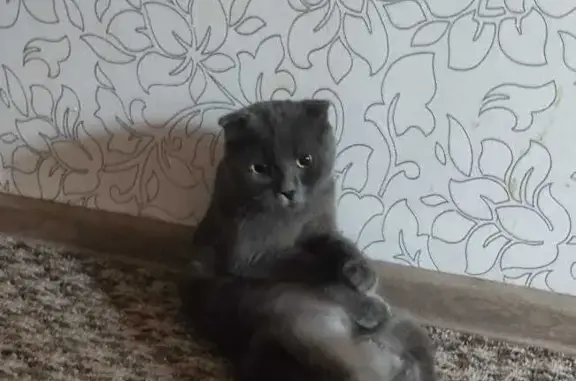Найдена домашняя кошка на пр. Октября, Уфа