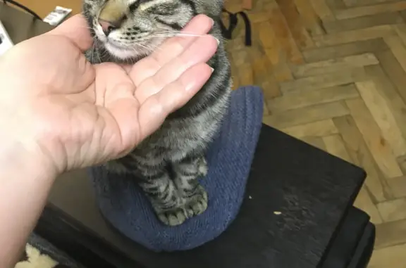 Найден котёнок на Народной улице 62, СПб