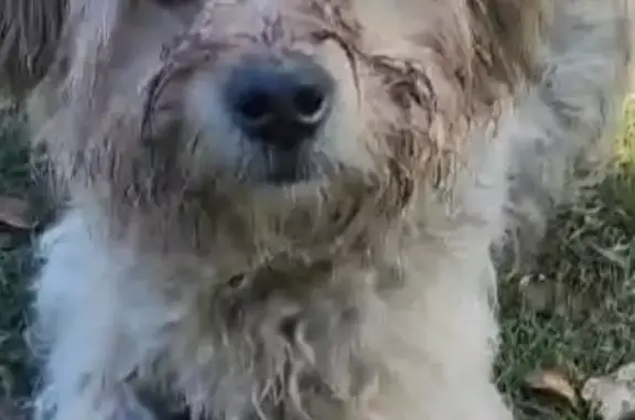 Собака Кобель найдена на Пролетарской ул., Новосельское - photo