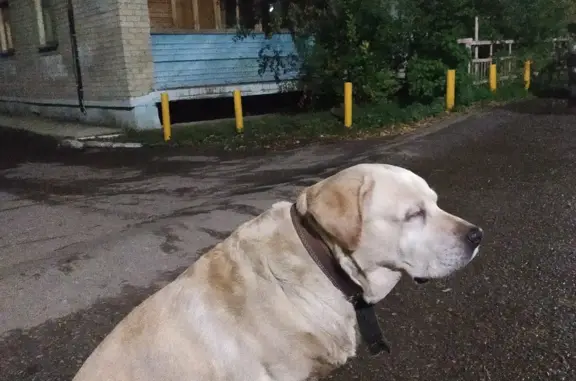 Потерянная собака на ул. Комсомольской, 52, Жигулёвск