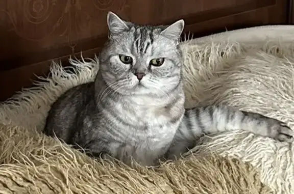 Пропала британская кошка, ул. Гоголя, 67, Томск